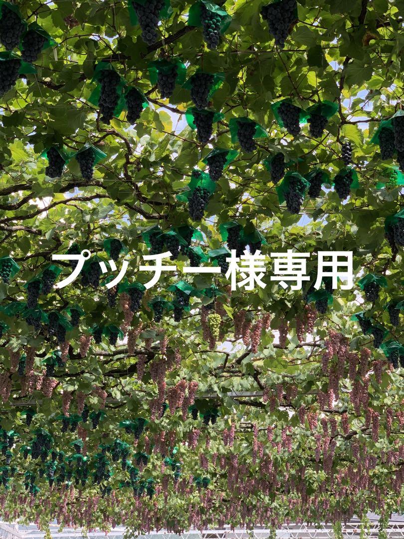 プッチー品